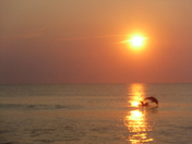 Back Bay National Wildlife Refuge