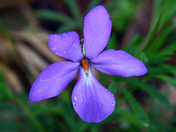 Red River Gorge in the Daniel Boone National Forest in Kentucky