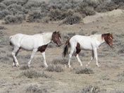 Bitter Creek, Wyoming