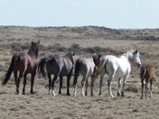 Bitter Creek, Wyoming