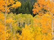 Lassen National Forest