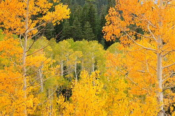 Lassen National Forest