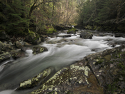 Santiam National Forest