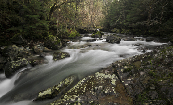 Santiam National Forest