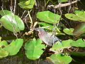 Everglades National Park