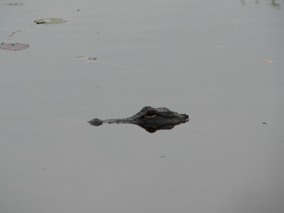 Everglades National Park