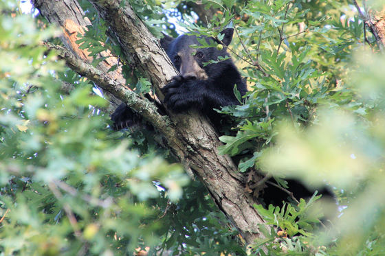 Great Smoky Mountain National Park