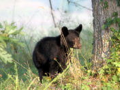 Great Smoky Mountains National Park