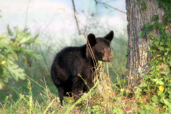 Great Smoky Mountains National Park