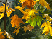 Yosemite National Park