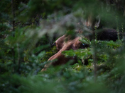 Isle Royale National Park