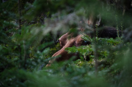 Isle Royale National Park