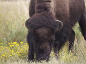 GRAND-TETON NATIONAL pARK