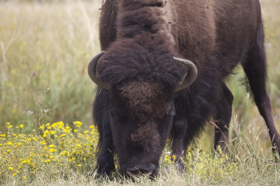 GRAND-TETON NATIONAL pARK