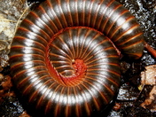 Shawnee National Forest