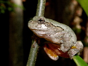 Shawnee National Forest