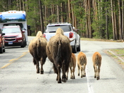 Yellowstone National Park