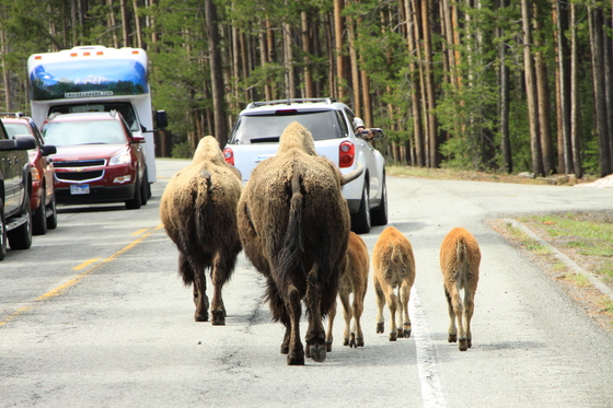 Yellowstone National Park