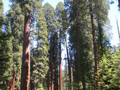 Sequioa and Kings Canyon National Park