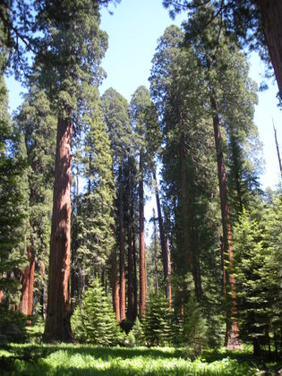 Sequioa and Kings Canyon National Park