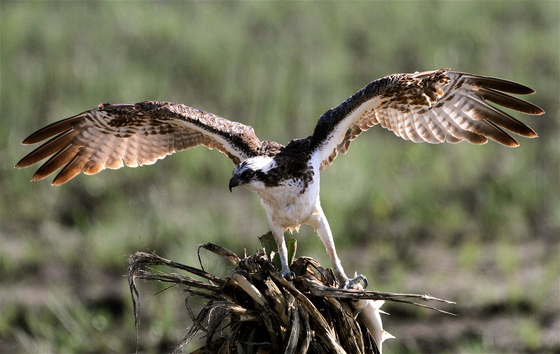 Lagun Atascosa National Wildlife Refuge