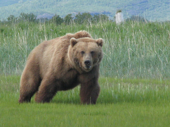 Katmai National Park