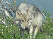 Denali National Park