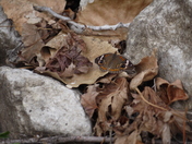 Two Rivers National Wildlife Refuge