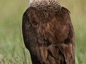 Laguna Atascosa National Wildlife Refuge