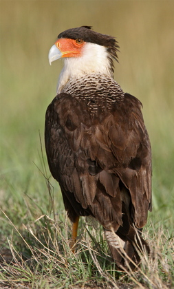 Laguna Atascosa National Wildlife Refuge