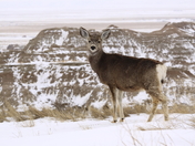 Badlands National Park