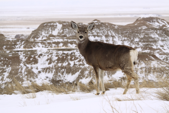 Badlands National Park
