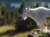 Glacier National Park