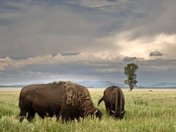 Grand Teton National Park