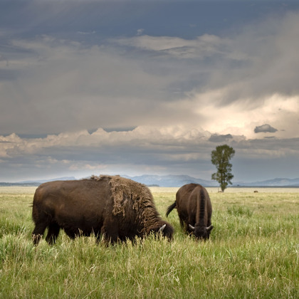 Grand Teton National Park