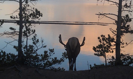 yellowstone np
