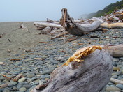 Olympic National Park - Beach 2