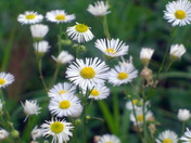 Great Swamp National Wildlife Refuge