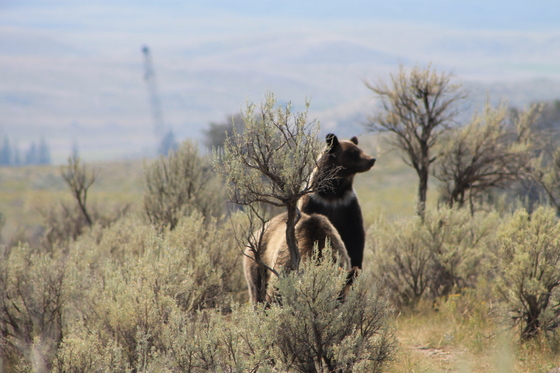 yellowstone