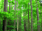 Great Smoky Mountains National Park