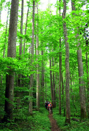 Great Smoky Mountains National Park