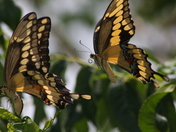 Sabine National Wildlife Refuge