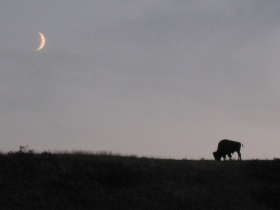 Theodore Roosevelt National Park