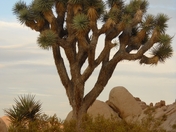 JOSHUA TREE NATIONAL PARK