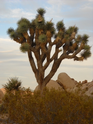 JOSHUA TREE NATIONAL PARK