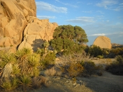 JOSHUA TREE NATIONAL PARK