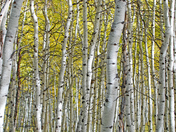 Uinta-Wasatch-Cache National Forest