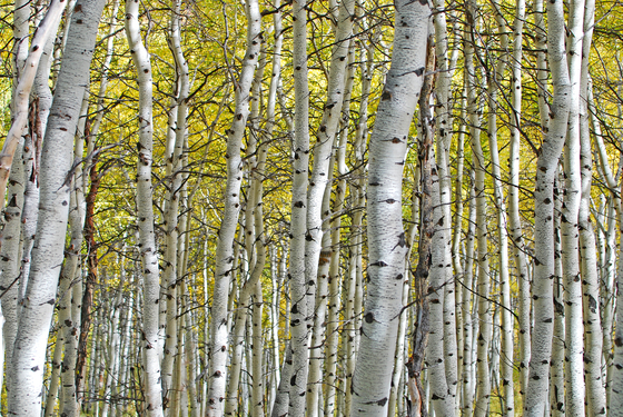 Uinta-Wasatch-Cache National Forest