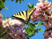 Lincoln National Forest