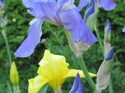 Minute Man National Park